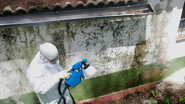 Top rated local Mold Removal specialists in Renton, WA